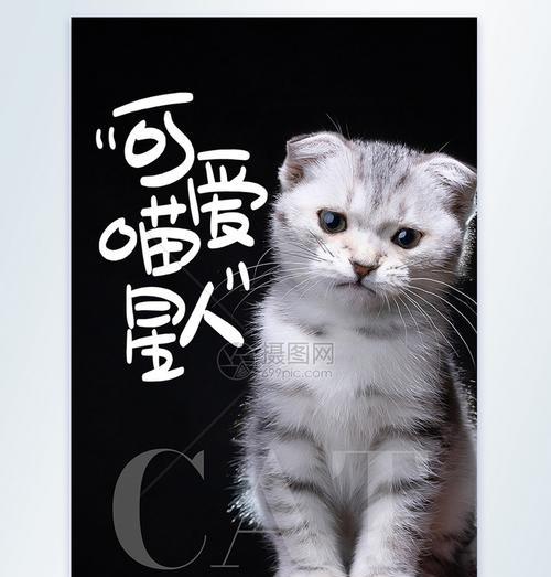 《爱江山更爱美人猫咪》——探索猫咪几星评级与游戏乐趣（揭秘猫咪几星评级的奥秘）