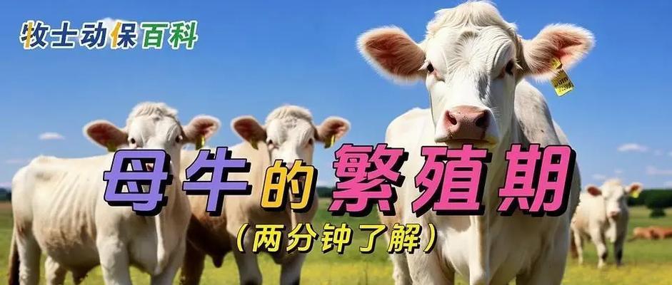小母牛变身的条件和步骤是什么？