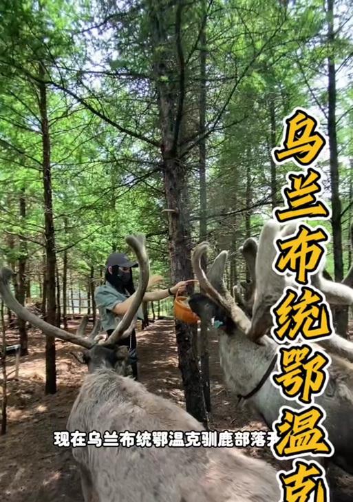 部落冲突中摇摆驯鹿如何获取？