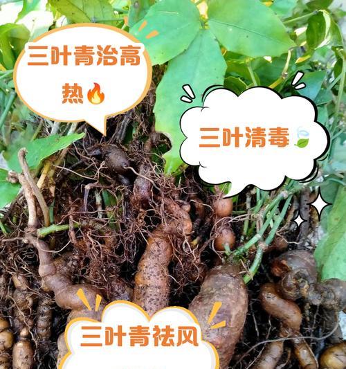 《以旅行青蛙为主题的三叶草刷新机制解析》（揭秘旅行青蛙的神奇三叶草刷新规律）