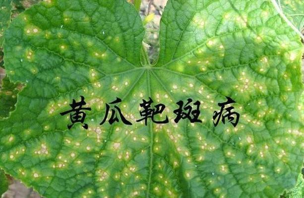 黄装备重新黄化的条件是什么？操作步骤有哪些？