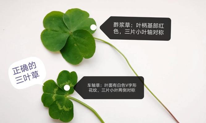 新寻仙中四叶草的获取方法是什么？